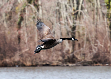 Canadian Goose getting ready to land in a lake,の写真素材