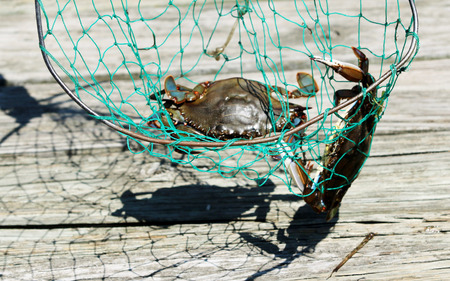 A blue claw crab has been captured in a crabbing net at the village docks.の写真素材