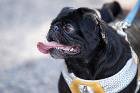 A black pug sticks its long pink tongue outの写真素材