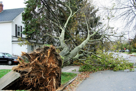 Tree falls from hurricane Sandy in Long Island and takes wires and cement sidwalks down too