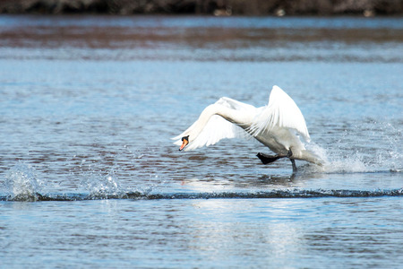 A swan gaining the speed to fly while running on the water at a state park in new yorkの写真素材