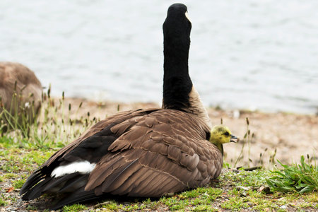 Gosling looks out from under his mom with a pond in the backgroundの写真素材