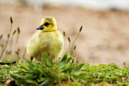 Gosling walks up from the water to the grass, up closeの写真素材