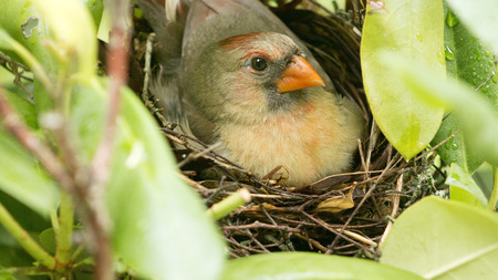 A female Cardinal bird sits on her three new born babies in the nest the day the babies were bornの写真素材