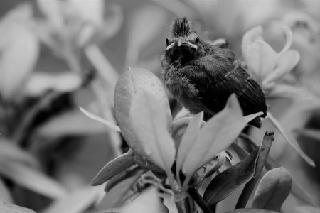 A cardinal chick stands on the top of a bush as it leaves the nest for the first time. It seems to look at the camera to say goodbyeの写真素材