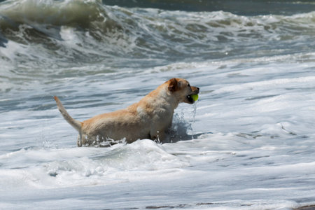 A dog standing tall and showing his owners that he got the ball from the oceanの写真素材