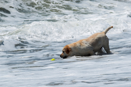 A dog is retrieving a yellow tennis ball from the ocean as he plays fetch with his ownersの写真素材