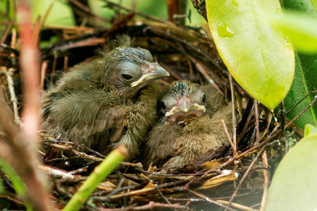 Two eight day old baby cardinal chicks looking directly at the camera as if they are saying goodbye, because it is their last day in the nest.の写真素材