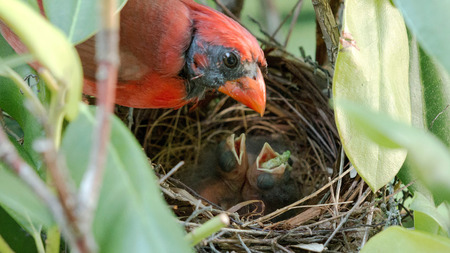 A newborn cardinal bird has a green worm sticking out of its mouth after as its father watches over him in the birds nest.の写真素材