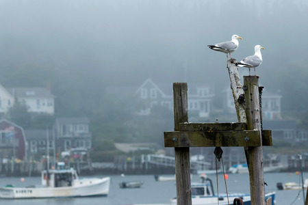 Two seagulls standing on posts look like they are watching over the fishing and lobster boats in the harbor off of Vinalhaven Island in Maine.の写真素材