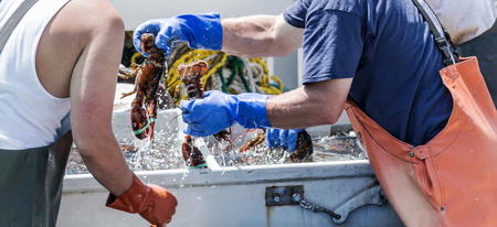 Freshly caught lobster being sorted by lobstermen on a fishing boat in Maine.の写真素材