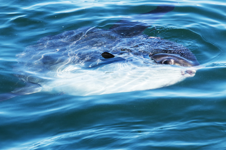 A sunfish is swimming in the Atlantic Ocean off of the coast of Maine on summer afternoon.の写真素材
