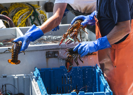 Maine lobsters being sorted into bins to be sold while still on the lobster fishing boat.の写真素材