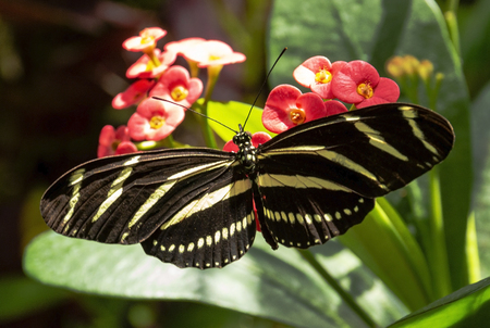 A close up of a black and yellow butterfly walking on red flowers in a garden.の写真素材