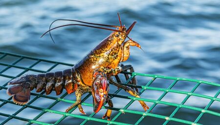 A live lobster that is too snall to keep is standing on top of a green wire lobster trap as it is being put back into the water.の写真素材