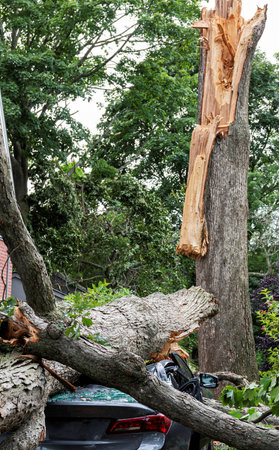 A car is crushed after a tree splits apart during a wind storm in Babylon Long Island New York.