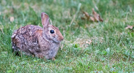 A small brown rabbit is resting inn the green grass on my front lawn.