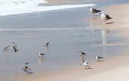 Seagulls and piping plover birds searching for food as the water from the ocean rolls in and out.