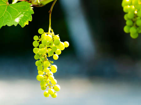 Green grapes hanging on the vine at a vinyard close up.の写真素材