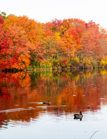 Red, orange and yellow fall leaves around a lake with ducks in the water.の写真素材
