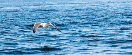 A seagull gluiding just above the water staying close to the boat the photographer is on.