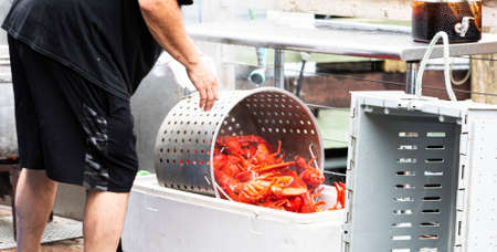 The cook at a restaurant in Port Clyde Maine cooking fresh Maine Lobsters and pouring them into a bin for the waitresses to pick out for their customers in Port Clyde Maine.の写真素材