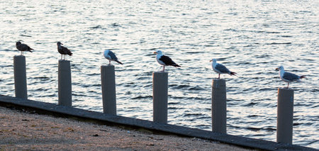 Six seagulls standing on the pylons of bulkheading with the glow of the morning sunrise reflecting...