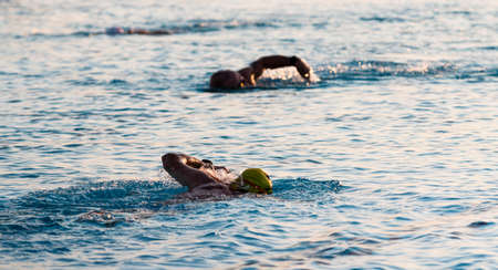 Three swimmers in a pool with selective focused used on one and the two others appering to be blurry while training in the early morning for a triathlon.の写真素材