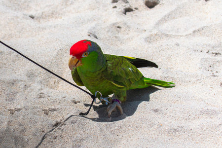 One Green parrot with a red spot on the top of his head standing on the sand at the beach wearing a...