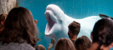 People interacting with a baby white Beluga Whale at the Mystic Aquarium.の写真素材