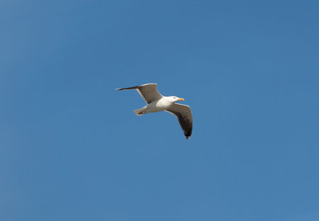 Looking up at one seagull coasting in the wind while flying over the ocean with a blue sky in the...