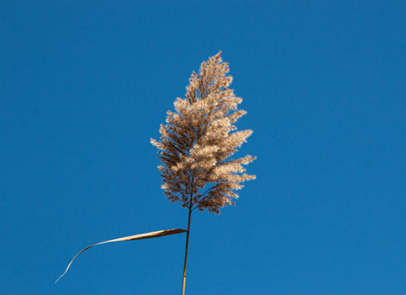 Looking up at one common reed into a blue sky in late October on Long Ialnd.