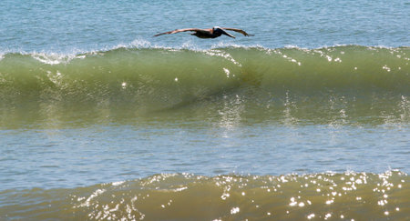 One brown pelican bird gliding over the top of a wave in Cocoa Beach Florida on a sunny day.の写真素材