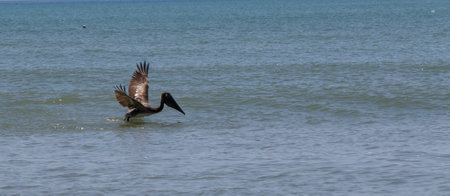Side view of one brown pelican bird starting to fly away from floating on the ocean in Floridaの写真素材