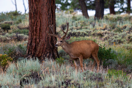 One Mule Deer with antlers standing in the sagebrush in The Rocky Mountain National Park in Colorado...