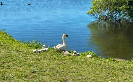 A swan sits peacefully by the water's edge with its fluffy cygnets nestled close.の写真素材