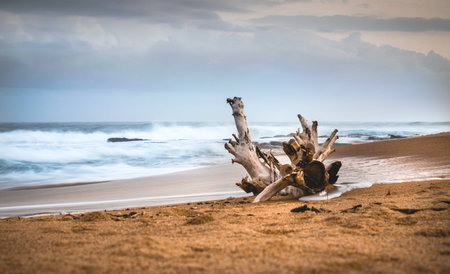 Drift wood on the sand against a shoreline backgroundの写真素材