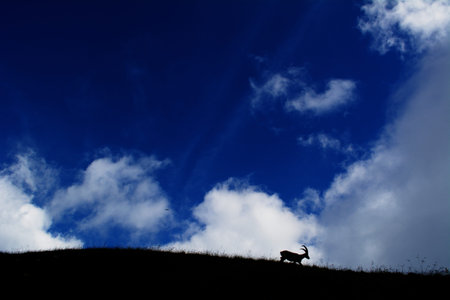 Capricorn over mountainの写真素材