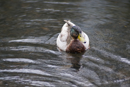 Male duck in a lakeの写真素材