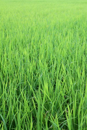 Lush rice field from Thailandの写真素材