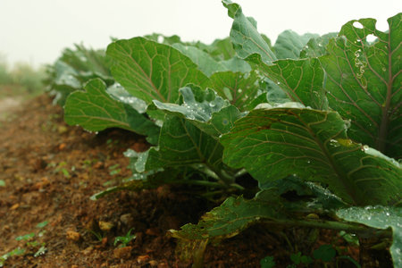 The nature of green leafy vegetablesの写真素材