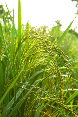 Green rice dew on the leaves a morning winter season in Thailandの写真素材