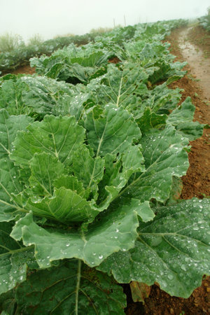 fresh green cabbage from convert vegetable on hill, Dew on the leaves of cabbage in the morning fog on morning winter season Chiangmai in Thailandの写真素材