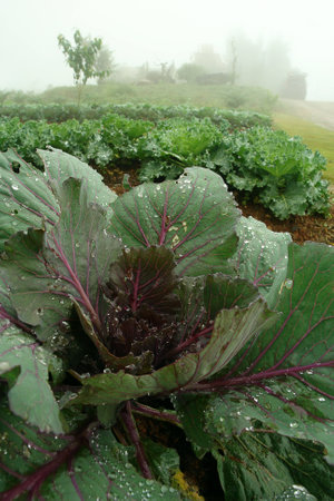 fresh salad from vegetable garden, vegetable garden with fog on morning winter season in Thailand.の写真素材