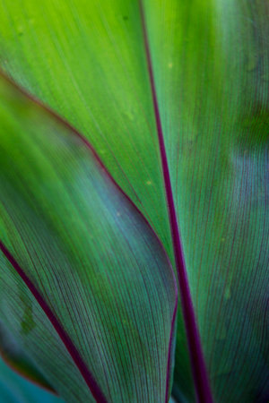 Green leaves with purple fiber, Background green vintage, Texture macroの写真素材