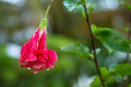 Dew drops brightly on hibiscus pink, Green backgroundの写真素材