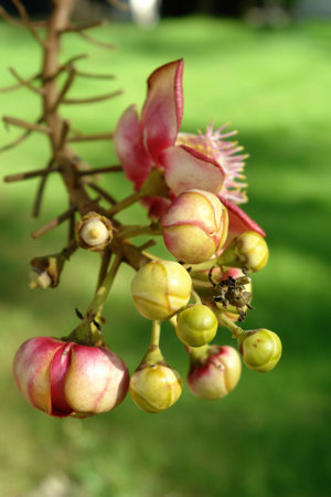 Sal flowers typically be founded growing in Thai Temple areaの写真素材