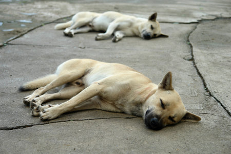 Two dogs were sleeping on the concrete floor with pleasureの写真素材