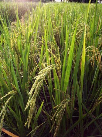 Green rich dew on grainの素材