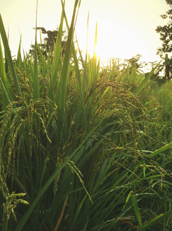 Green rice farming filed in the morningの素材